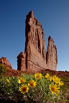 Rough Mulesears<br>And The Organ