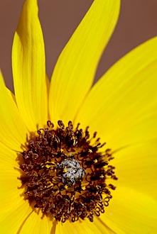 Prairie Sunflower