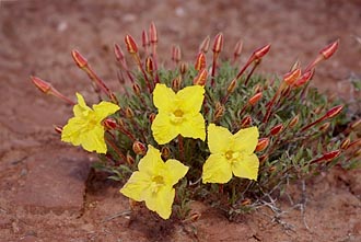 Lavender Evening-Primrose