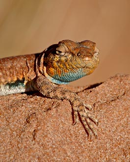 Colorado Side-Blotched Lizard