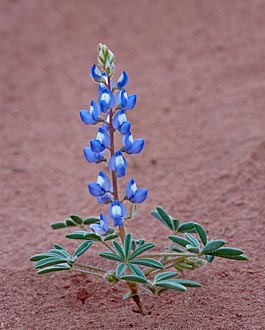 Dwarf Lupine