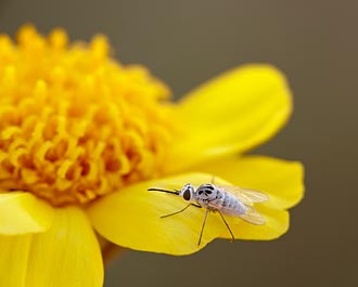 Apolysis Fly on Stemless Woollybase