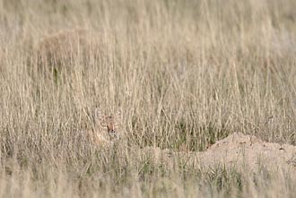 Swift Fox a la Art Wolfe<br>aka a Camouflaged Swift Fox