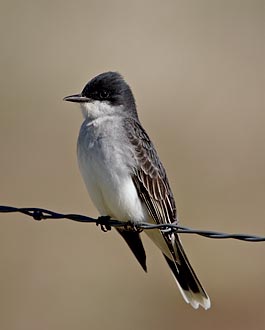 Eastern Kingbird