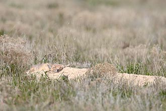 Swift Fox Resting