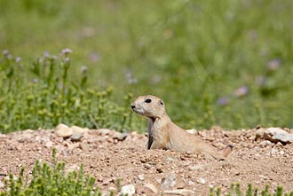 Young Blacktail Prairie Dog