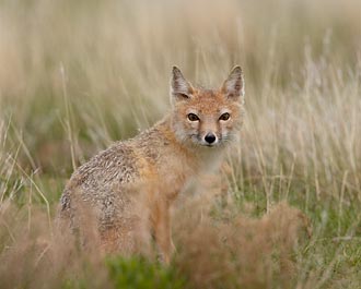 Swift Fox