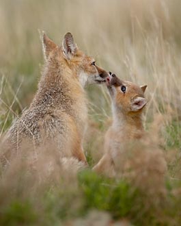 Swift Fox Vixen And Kit