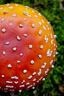 Fly Agaric