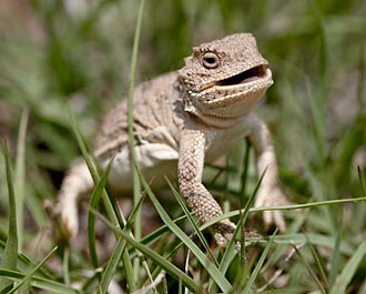 Pygmy Short-Horned Lizard