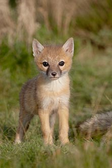 Swift Fox Kit