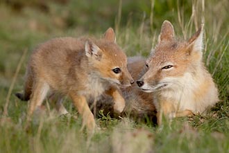 Swift Fox Kit And Vixen