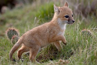 Swift Fox Kit