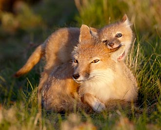 Swift Fox Kit And Vixen