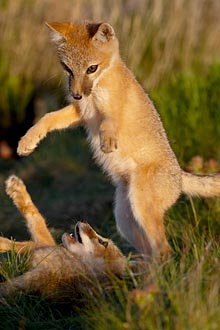 Swift Fox Kits Playing