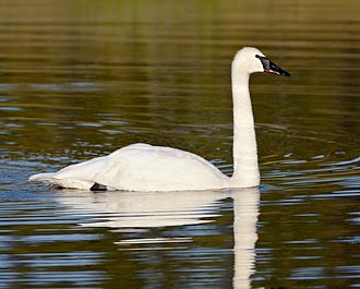 Trumpeter Swan