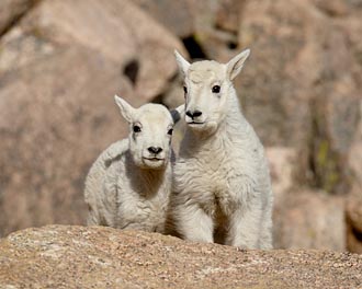 Two Mountain Goat Kids