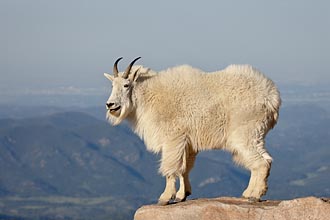 Mountain Goat