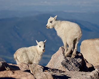 Two Mountain Goat Kids