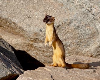 Short-Tailed Weasel