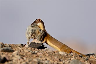 Short-Tailed Weasel With American Pika