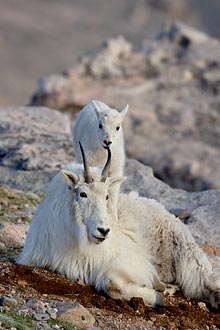 Mountain Goat Nanny And Kid