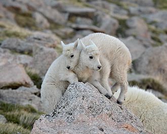 Two Mountain Goat Kids