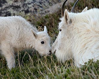 Mountain Goat Nanny And Kid