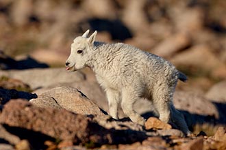 Mountain Goat Kid