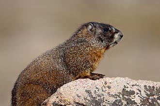 Yellow-Bellied Marmot