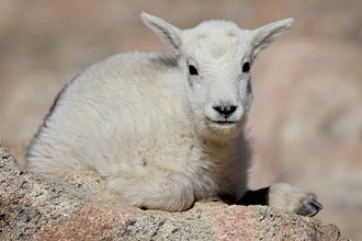 Mountain Goat Kid