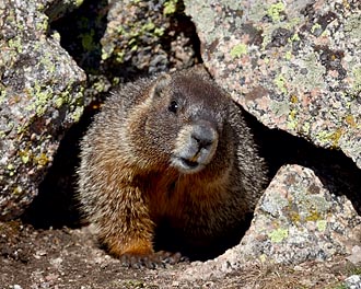 Yellow-Bellied Marmot