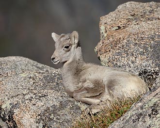 Bighorn Sheep Lamb