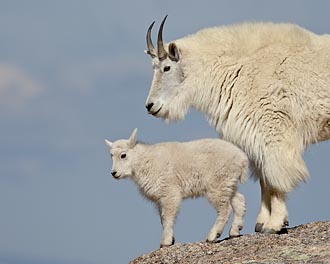 Mountain Goat Nanny And Kid