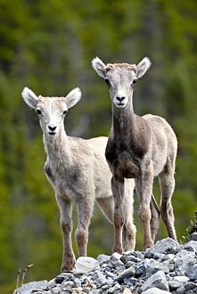 Two Stone Sheep Lambs