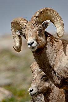 Bighorn Sheep Rams