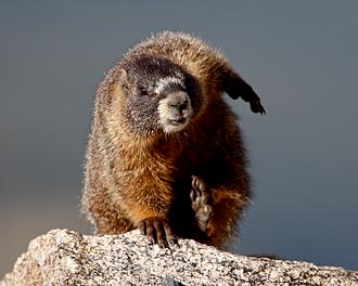 Yellow-Bellied Marmot Scratching