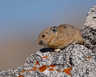 American Pika