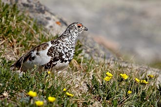 Male White-Tailed Ptarmigan