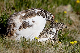 White-Tailed Ptarmigan Pair Mating