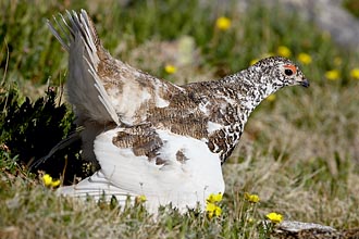 Male White-Tailed Ptarmigan