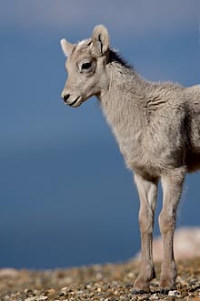 Bighorn Sheep Lamb