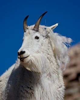 Mountain Goat: 