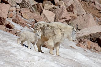 Mountain Goat Nanny And Kid