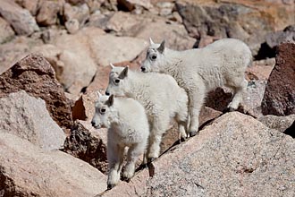 Three Mountain Goat Kids