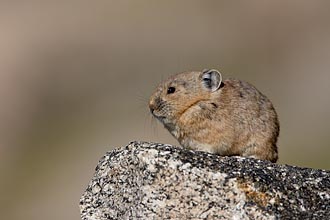 American Pika