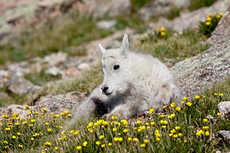 Mountain Goat Kid