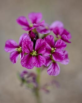 Parry's Primrose