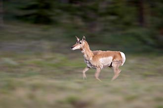 Pronghorn Running