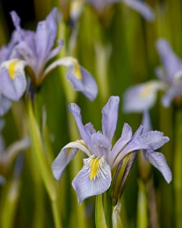 Rocky Mountain Iris